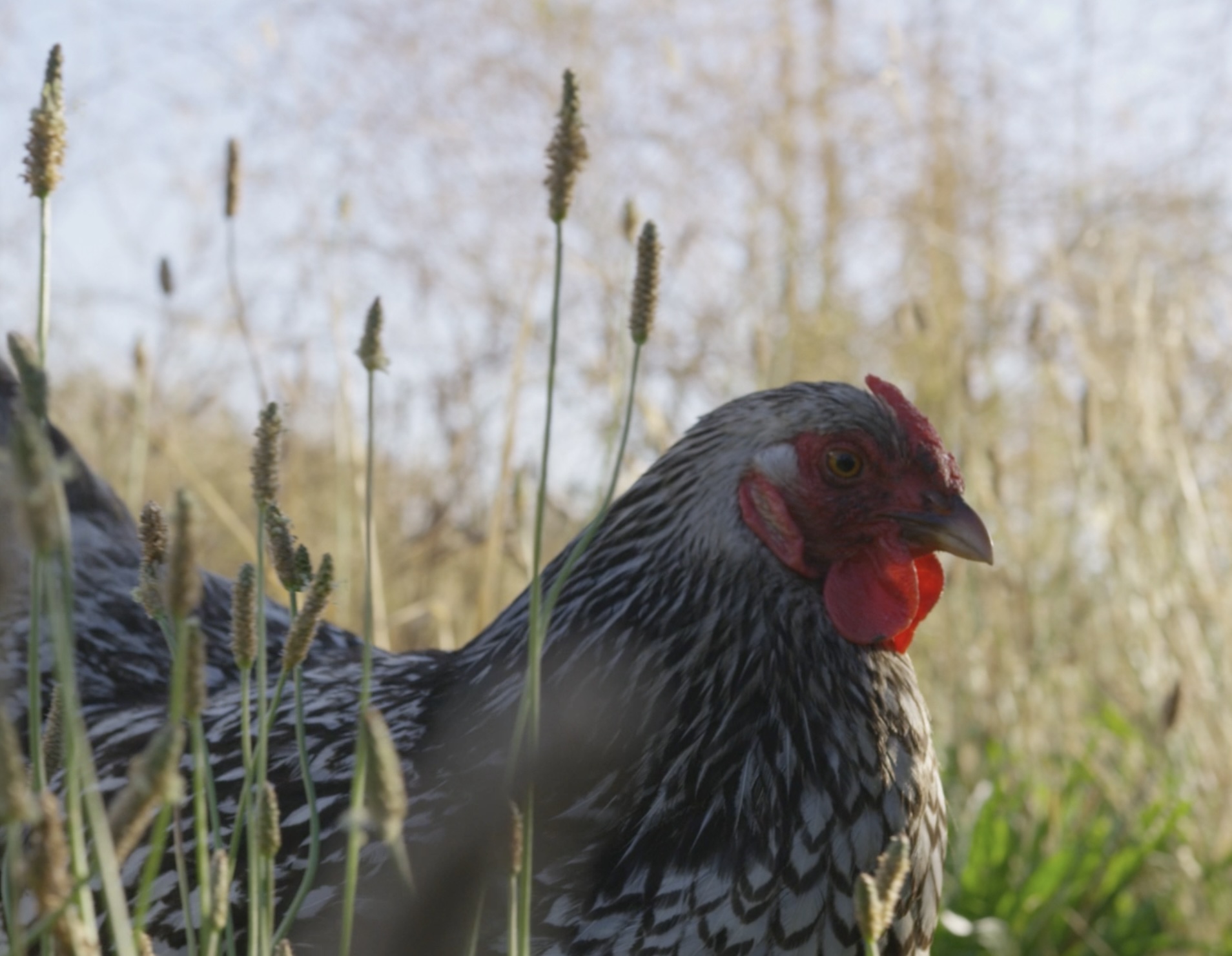 Backyard chicken from a coop installation in Middle Tennessee