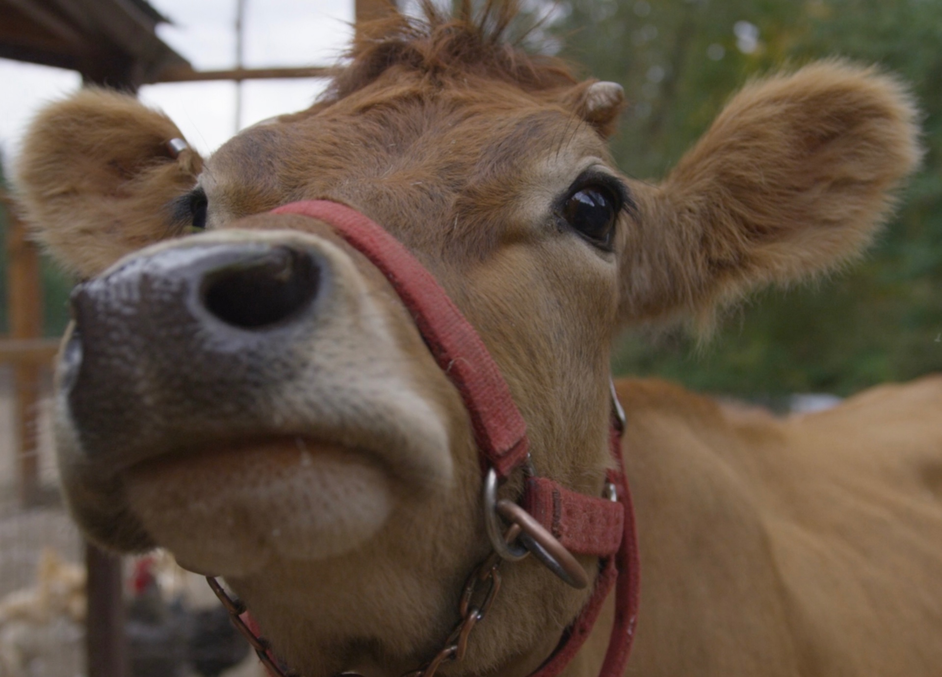 Jersey milk cow on a private family farm