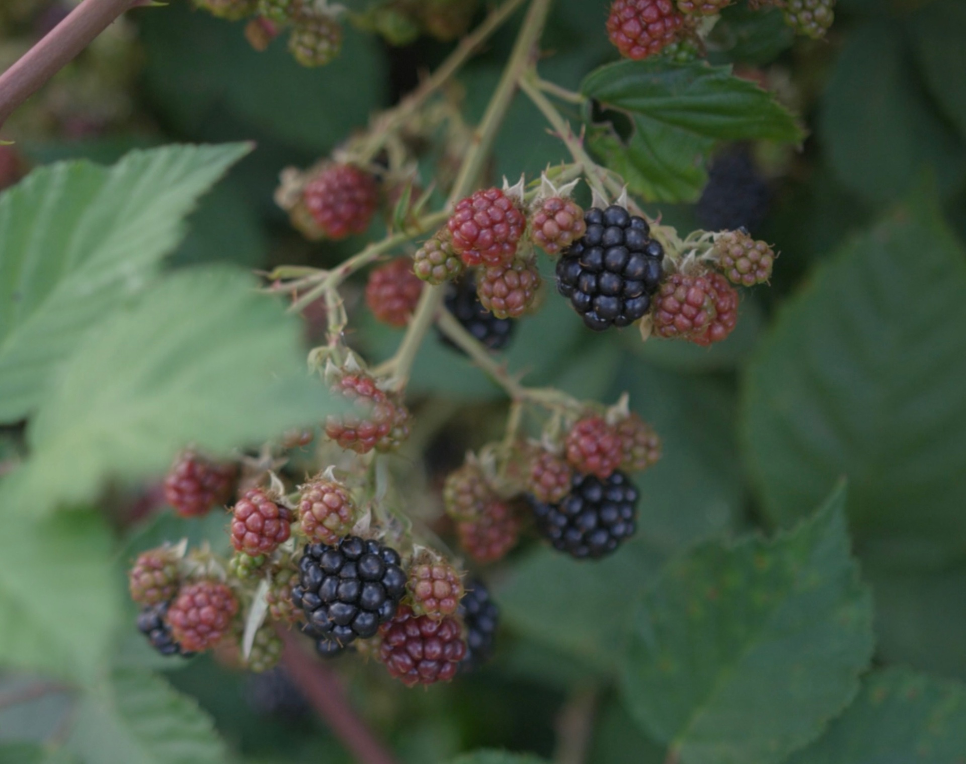 Blackberries ripening on a managed orchard bramble
