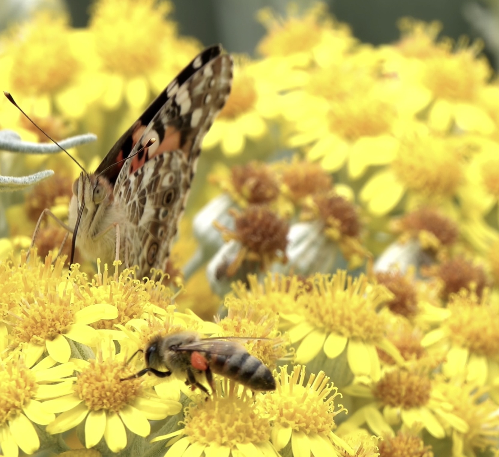 Bee and painted lady butterfly in a pollinator garden