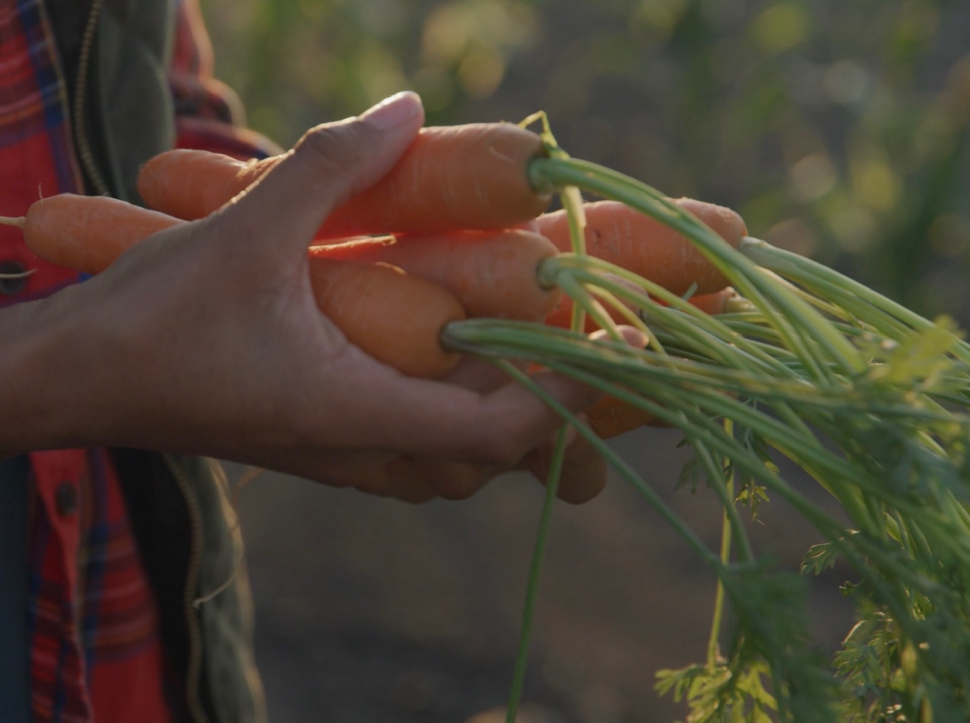 Fresh carrots harvested from a raised bed garden