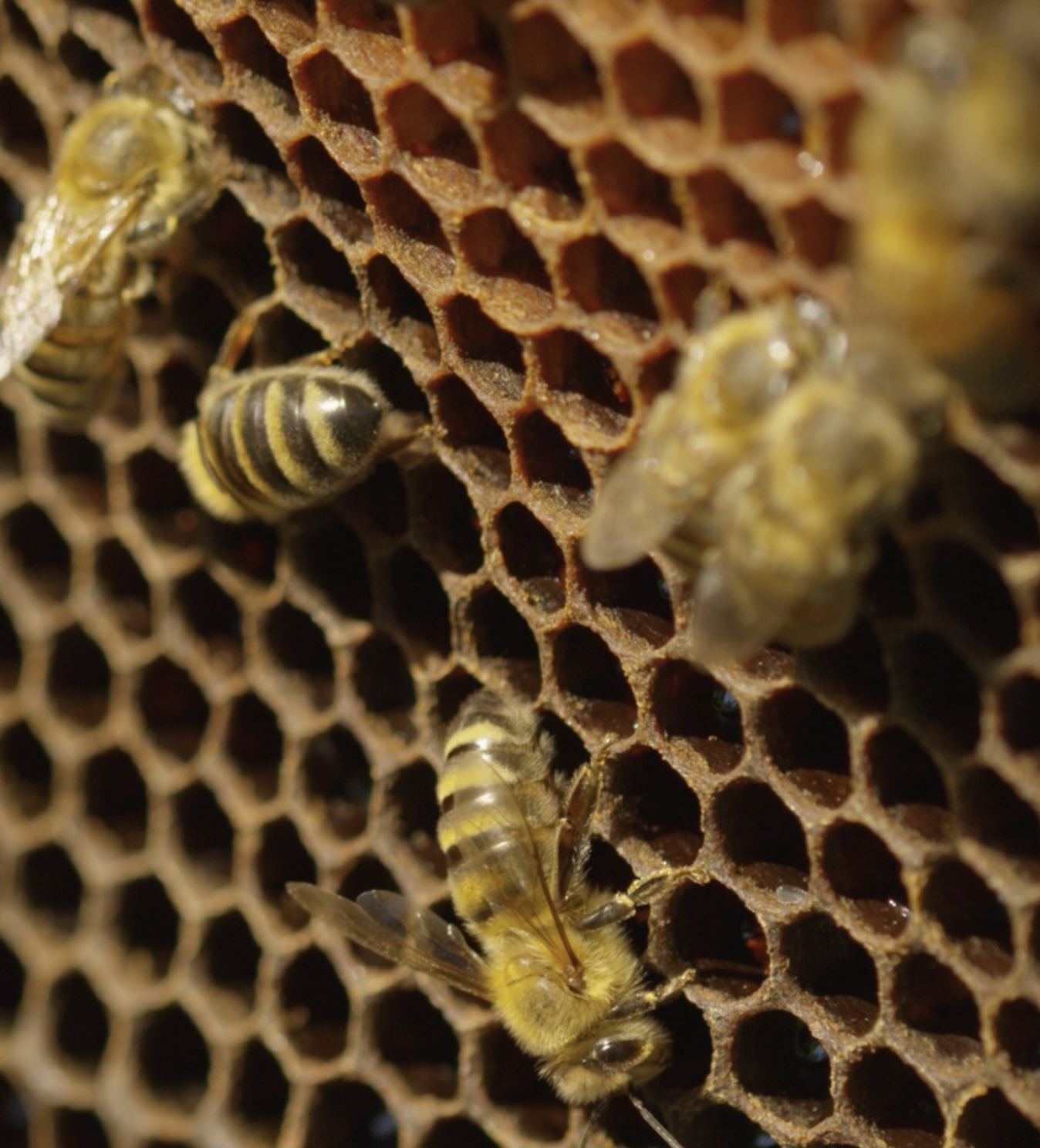 Honeybees on fresh honeycomb from a Tennessee beekeeping hive